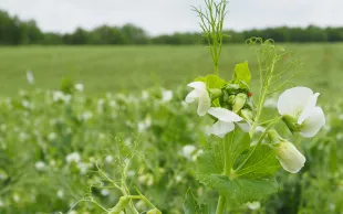 Allier des leviers agronomiques et une stratégies fongicide adaptée facilite la gestion du complexe maladies