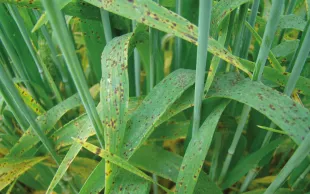 La ramulariose se manifeste par des taches brunes rectangulaires, entourées d’un halo chlorotique, qui suivent les nervures des feuilles. 