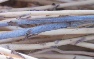 Le projet Biocontrol 4.0 doit permettre de développer de nouveaux biofongicides, par exemple, pour lutter contre la verticilliose du lin.  