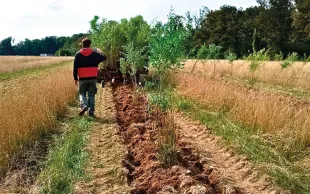 Horizom encourage les agriculteurs situés dans un rayon de 100 km autour de la bambouseraie à planter chacun environ 10 ha d’un seul tenant, afin d’atteindre une surface cumulée de 500 ha. 