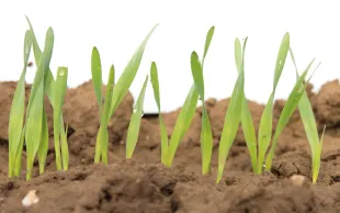 Semis orge de printemps : comment le réussir ?