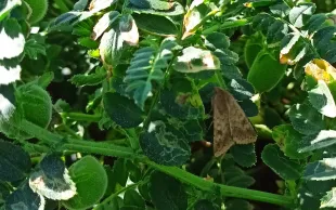 À partir du stade L4, la chenille de l'héliothis peut perforer la gousse du pois chiche pour en consommer les graines (pastille).