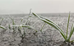 La pluviométrie exceptionnelle pratiquement partout en France lors de la campagne 2023-24 a joué un rôle indéniable sur le rendement final des céréales à paille. Mais d’autres facteurs climatiques ont eu une importance.  