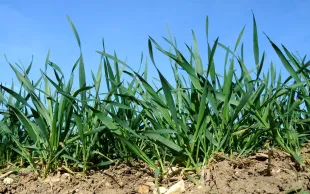 Fertilisation azotée des blés d’hiver : prévoir la dose juste
