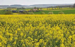 Tous les deux ans Terres Inovia réalise une enquête sur les pratiques culturales du colza d’hiver dont les résultats permettent de comparer les pratiques dans les principaux bassins de production, et de suivre leurs évolutions au cours du temps.
