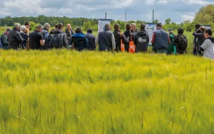 Les leviers agroécologiques mobilisés sur la plateforme Syppre Berry se sont montrés d’une grande efficacité pour maitriser le vulpin, un véritable fléau dans la région.