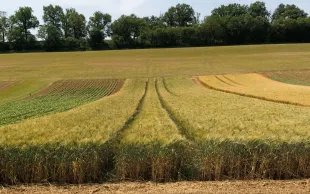 La plateforme Syppre Lauragais est située en coteaux argilo-calcaires : les sols y sont sensibles à l'érosion.ous le seuil de 13,5 % de taux de protéines.