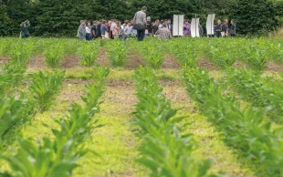 D’une surface de 3 ha, la plateforme Syppre Béarn compte 12 modalités, avec 3 répétitions pour chaque terme des rotations, soit 36 parcelles. 