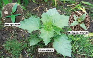 L’odeur désagréable des feuilles froissées permet de distinguer le jeune datura d’autres adventices (comme le chénopode hybride - en médaillon). Bien se laver les mains ensuite ! 