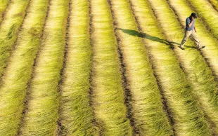 L’Europe de l’Ouest, avec la France, la Belgique et les Pays-Bas, est le premier producteur mondial de lin (fibres longues).