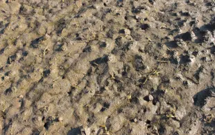 Etat d'une parcelle semée avec la variété KWS enduris mi février 2025