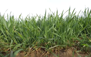plante de blé en gros plan au stade épi 1 cm