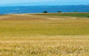 Sécuriser la filière Blé dur, décarboner la production et développer les variétés de demain - tels sont les objectifs du Plan de souveraineté et de développement du blé dur.