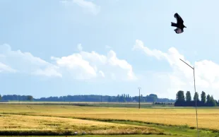 La présence bien réelle de rapaces en Île-de-France est beaucoup plus efficace que les effaroucheurs pour éloigner les ravageurs des cultures. 