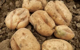 Les tubercules de pommes de terre dont l’alimentation en eau n’est pas régulière peuvent présenter des déformations et des crevasses.
