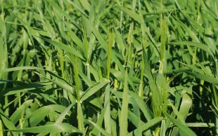 orge d’hiver avec barbes apparentes 