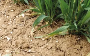 Un apport d’azote est plus efficacement valorisé par le blé tendre s’il est suivi de pluies. Quelle est la meilleure stratégie de fertilisation face à la variabilité du climat ?