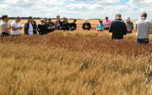 Une variété de BAF sera, bien sûr, choisie en fonction du contexte agro-pédoclimatique de la parcelle, mais aussi du meilleur compromis rendement-protéines pour le débouché envisagé.