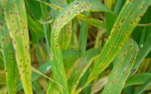 Les premiers symptômes de ramulariose sur orge apparaissent à la floraison : quelques nécroses courtes et brunes traversant la feuille. Souvent entourées d’un halo jaune, elles se multiplient très vite et peuvent toucher les épis.