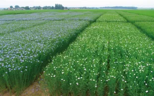 La gestion et la conservation des ressources génétiques du lin sont fondamentales pour pouvoir développer de nouvelles variétés productives et adaptées à des environnements variés et changeants.