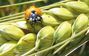 Le programme EXPLOR’AE soutient un projet innovant qui associe biologie moléculaire et IA pour prédire le comportement olfactif des insectes.