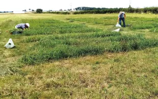 Des essais pluriannuels en microparcelles sont menés à La Ferme des Bordes (36) pour optimiser la fertilisation des prairies temporaires et permanentes