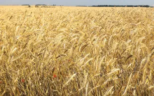 Sur triticale, le fractionnement des apports d’azote, avec des apports précoces limités, fait gagner des quintaux et de la protéine tout en réduisant les risques de verse et d’oïdium.