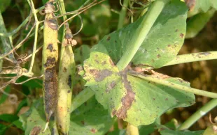 Les différences de comportement face aux maladies aériennes sont très marquées d’une variété de pois d’hiver à l’autre.