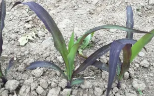 La pseudo-carence en phosphore sur le maïs est essentiellement due au compactage du sol ou à des températures froides.