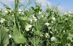 La forte pluviométrie de 2024 a occasionné une pression maladie importante en pois d’hiver, ici sur la variété Furious.
