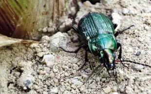 Des indicateurs de biodiversité, comme la densité de carabe, s'ajouteront bientôt aux indicateurs économiques, sociaux et environnementaux déjà présents dans les outils évaluant la performance des systèmes de culture.