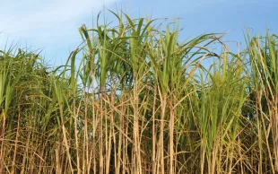 Le miscanthus est une graminée rhizomateuse pérenne avec un potentiel de production de biomasse important.