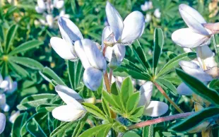 Terrena entend multiplier par cinq la production nationale de lupin doux (ou blanc) d’ici la fin du projet Arsène en 2029.  