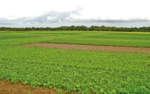 Si la production de biomasse est suffisante, un couvert intermédiaire apporte des bénéfices tels que l’amélioration de la teneur en matières organiques du sol ou la fourniture d’azote à la culture suivante.