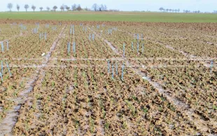 L’évaluation des traitements de semences (ici le 20 mars, en contexte de fusariose sur blé tendre) s’appuie sur plusieurs mesures comme la vigueur à la levée et la densité de plantes.