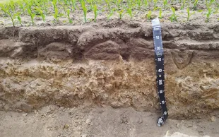 Un sol décompacté présente encore des zones non travaillées, mais les dents ont aménagé des « couloirs » meubles qui améliorent la porosité.