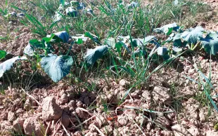 Il n’est plus rare d’observer des parcelles de colza infestées par 100 à 300 ray-grass par mètre carré.