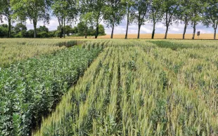 Féverole d’hiver : de nouvelles variétés productives