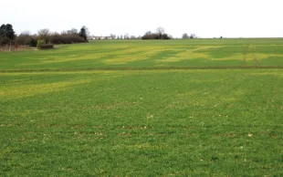 L’apparition, en février-mars, de foyers de plantes chlorosées est le symptôme le plus typique d’une contamination par un ou des virus des mosaïques de l’orge.