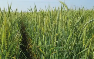 Sur les campagnes 2022 à 2024, les mélanges de variétés de précocités différentes se sont révélés plus stables que les bouquets, contrairement à la stratégie d’association basée sur la diversification des composantes de rendement.