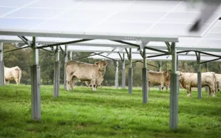 Bovins pâturant sous des ombrières dans la Vienne