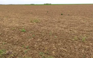 Parcelle au sol couvert de résidus, quelques adventices. Garder la maîtrise des adventices, notamment des graminées, est un enjeu majeur en systèmes d’agriculture de conservation des sols.