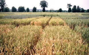 Parcelles d'essais Variétés en blé. Les variétés ayant bénéficié d’une double caractérisation portent la mention " Information acquise par la combinaison d'essais au champ et de marquage moléculaire ".