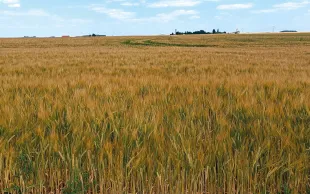 Les départements où les rendements en orge de printemps sont plus modestes ont les plus faibles charges, ce qui témoigne d’une adaptation des pratiques aux potentiels.