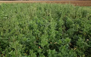 La biomasse produits par deux semis de couverts dans une même parcelle est comparable à la biomasse de deux demi-couverts
