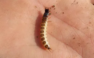 Larve de zabre des céréales.