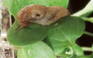 Limace grise sur cotylédon. Les limaces grises s’attaquent plutôt aux plantules et au feuillage des cultures, tandis que les limaces noires privilégient graines et germes.