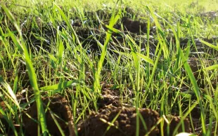 ray-grass stade filet 