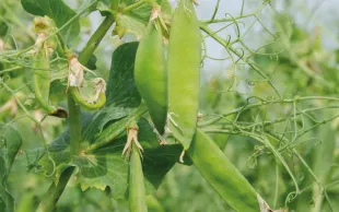 Des gousses de pois en formation