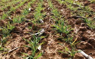 Des granulés d'engrais organique à la surface d'un champ de blé en entrée d'hiver